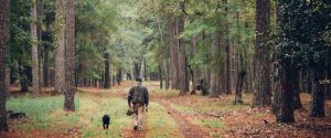 Summerville SC Trails Accessible at Your New Home