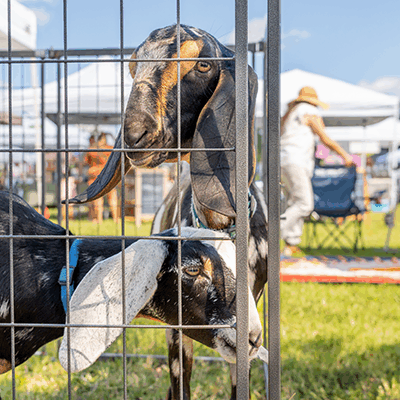 SummersCornerFarmersMarket-KeenEyeMarketing-022